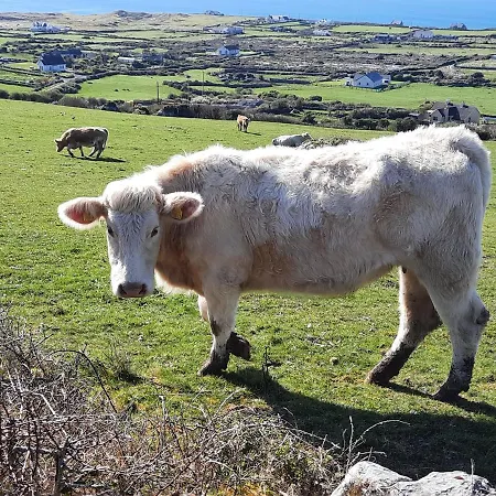 Bed & Breakfast Island View 4*